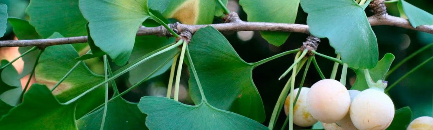 Гинкго билоба для памяти